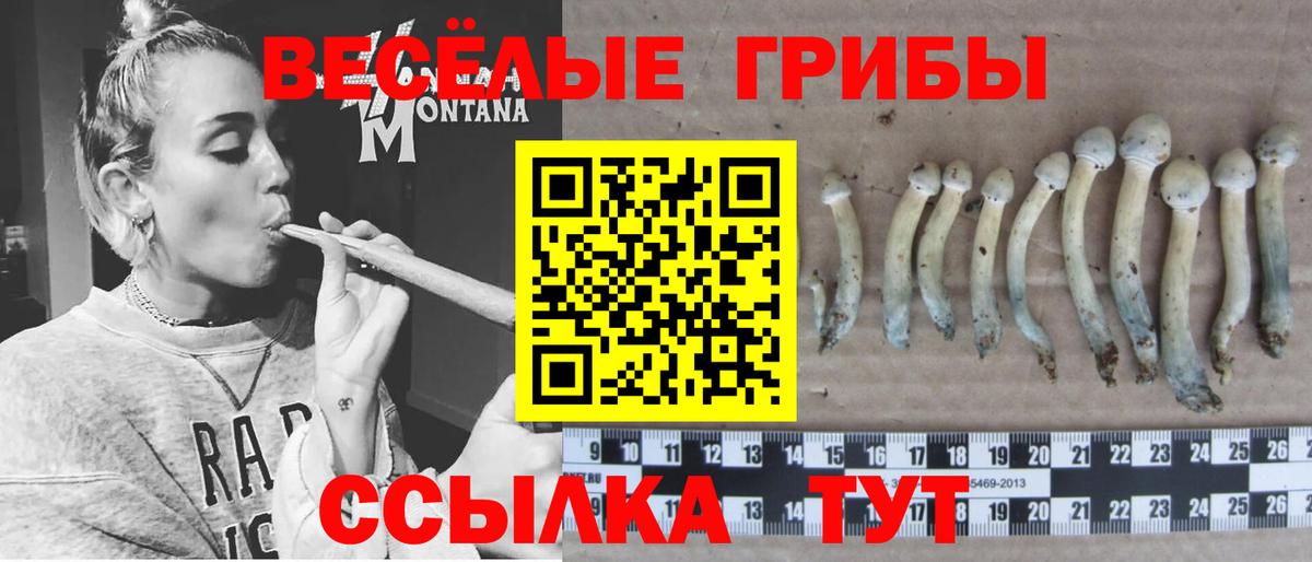 Псилоцибиновые грибы мицелий Гатчина
